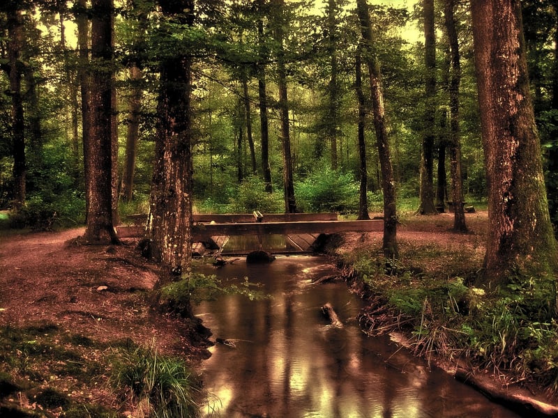 Nature Wellness
